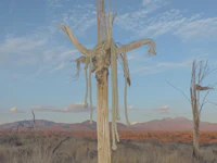 a dead tree in the desert with mountains in the background